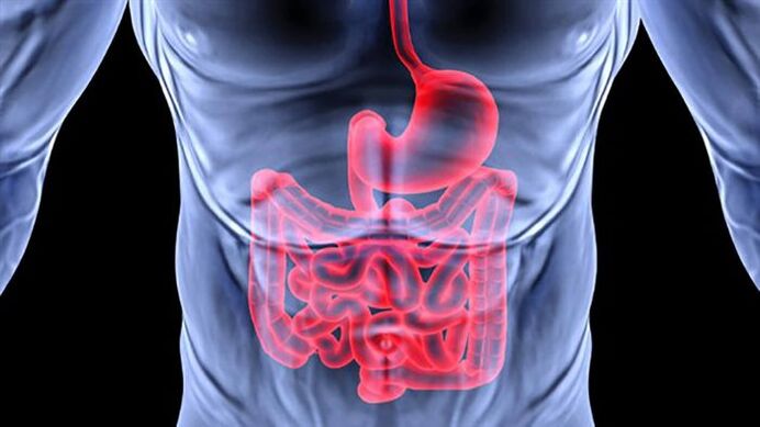 intestino