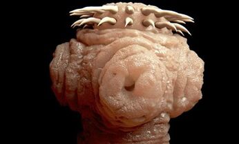 tipos de parásitos en el cuerpo humano