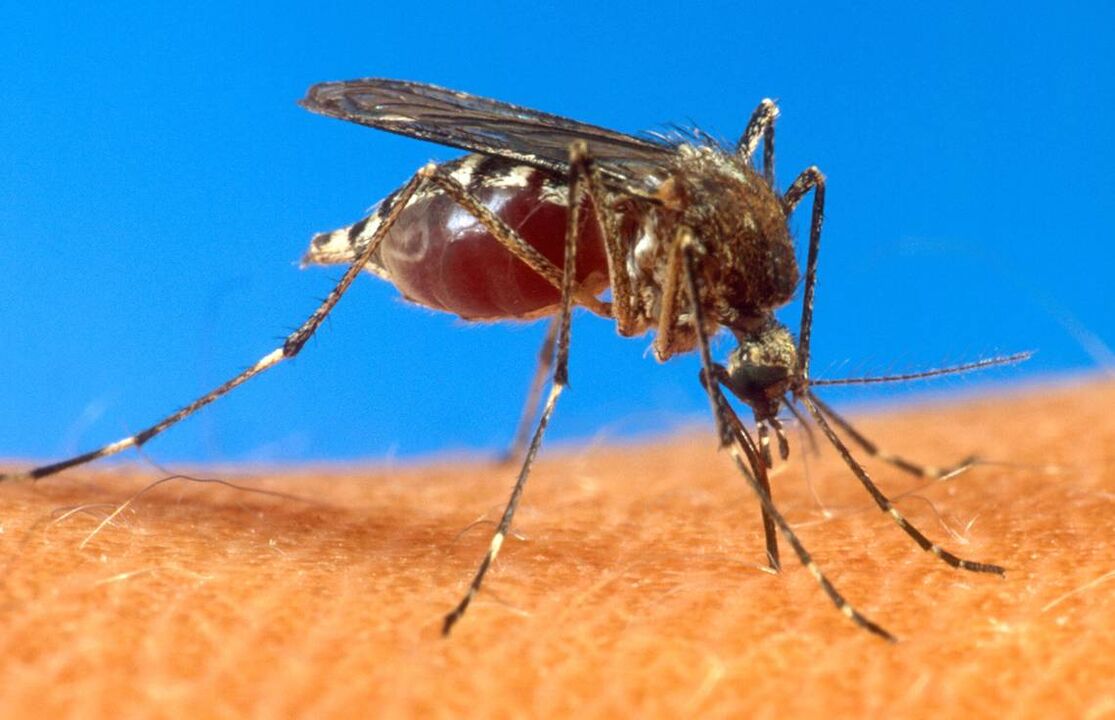 La picadura de mosquito como vía de infección por gusanos.
