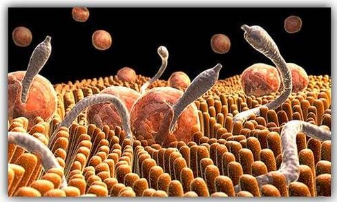 parásitos dentro del cuerpo