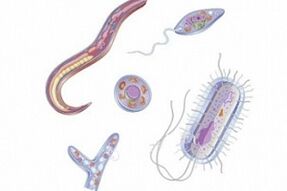 tipos de parásitos en el cuerpo humano